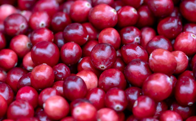 Wild cranberry from peatbogs, sour berry.