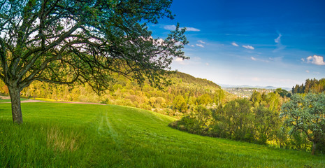 landscape with trees
