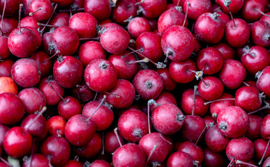 Little red winter apple for kitchen use.