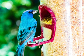 Aves