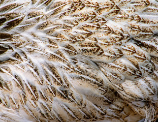 Close-up picture of a hen feathers.