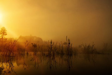 Morning fog In the reservoir with dead tree shadows reflecting the water