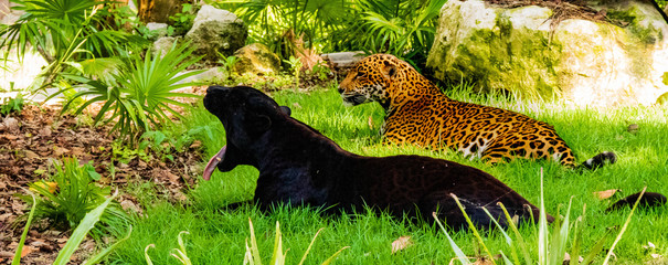 Jaguares