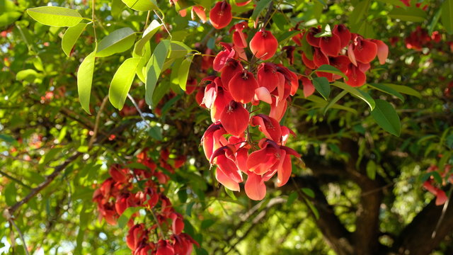 The Ceibo Flower