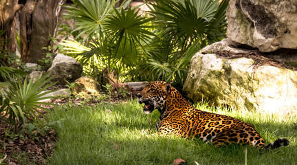 Jaguares