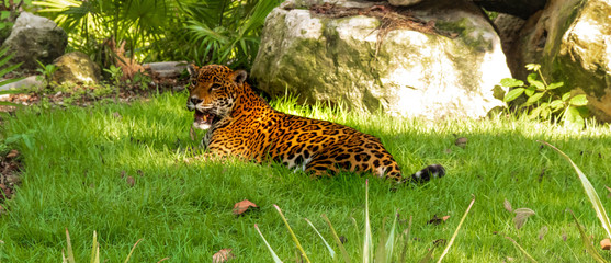 Jaguares