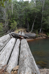 Fototapeta premium wooden bridge in the forest