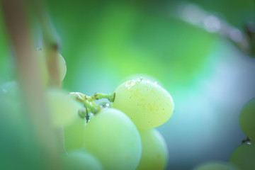 Bunch of grapes on vine insunshine. winegrowers grapes on vine. green wine. Harvest concept. Ingredients for production of wine. Home winemaking. Agribusiness. fresh fruits, Macro