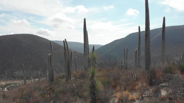 cactacea, toma de drone en Tehuac&aacute;n pueblas