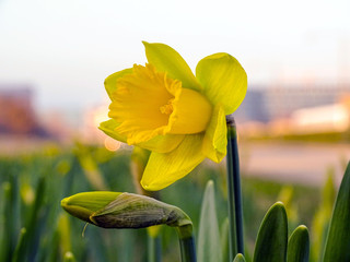 Spring Amager F&aelig;lled Copenhagen