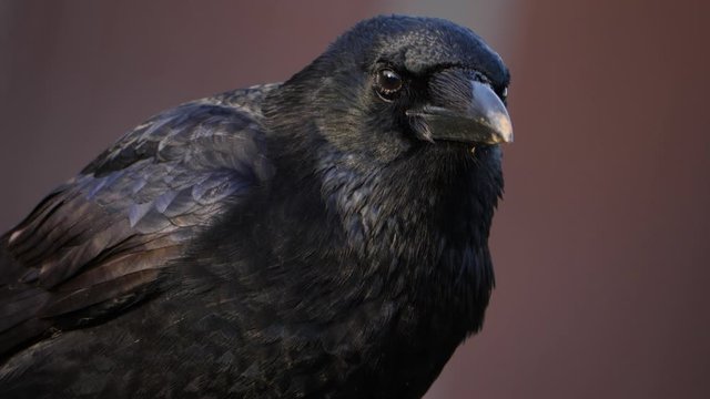 Crow Rle รูปภาพ