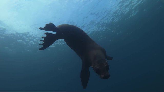 sea lion diving near the surface is curious about the camera of one diver, playful marine mammal