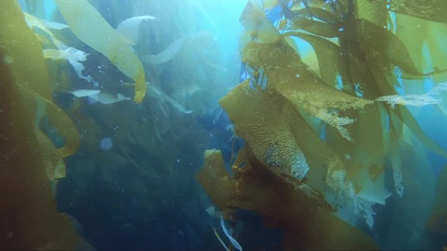 Diver discovering the ocean kelp forest in California