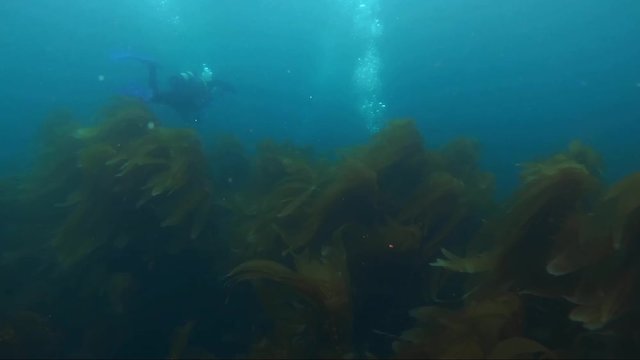 People diving through the algae into the kelp forest underneath the Gulf of California