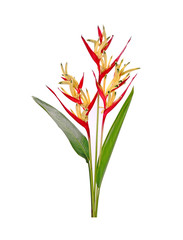 Heliconia flower isolated on white background. Ornamental flowers, Heliconia ( Heliconia psittacorum) a great heliconia for cut flowers.