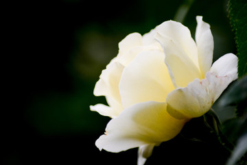 Fototapeta na wymiar Soft yellow & white rose on dark green background