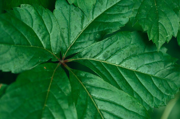 Green leaf texture background. Horizontal, close-up, cropped shot. Concept of nature and design.