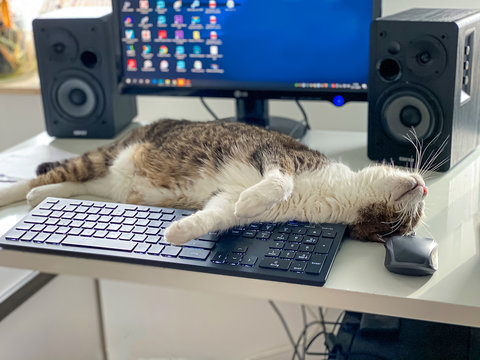 Funny and cute cat pause on a computer in home office