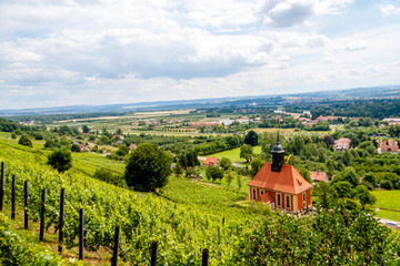 Weinberge, Elbtal Pillnitz - Dresden, Sachsen