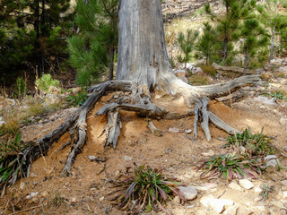 roots in the forest