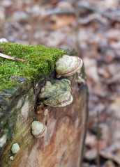 Polypore mushrooms (lat. Polyporales) on tree stump covered with moss in the forest in late autumn.