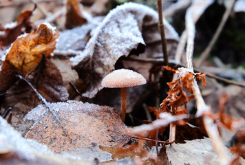 Not edible mushroom, toadstool in hoarfrost among fallen leaves and grass in the autumn forest.