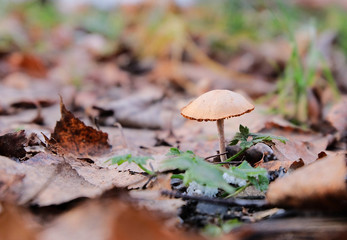 Not an edible mushroom, toadstool amid fallen leaves in the autumn forest.