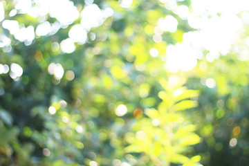 Obraz na płótnie Canvas Blurred of green trees with bokeh light background
