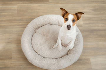 dog in a pet bed. Jack Russell Terrier at home on a soft mattress