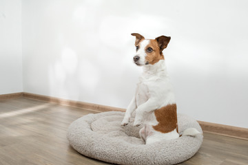 Naklejka na ściany i meble dog in a pet bed. Jack Russell Terrier at home on a soft mattress