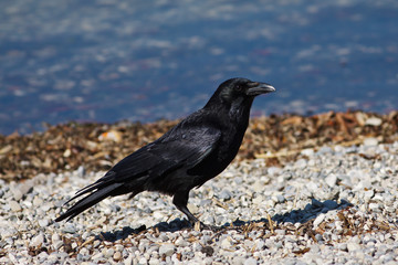 Carrion Crow, Corvus corone