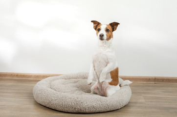 Fototapeta na wymiar dog in a pet bed. Jack Russell Terrier at home on a soft mattress