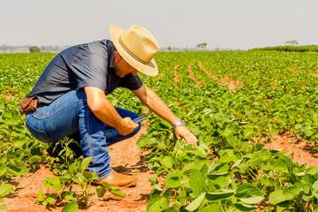 Agronomist inspects with a smartphone the soybean crop in the agricultural field - Agro concept -...