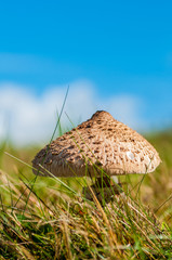Macrolepiota procera, the parasol mushroom