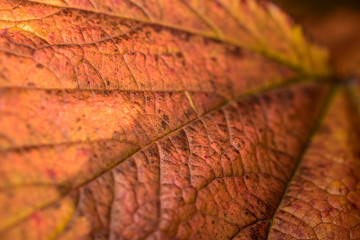 Autumn leaf - with strong visible structur of leaf - golden, brown, blurry autumn background - closeup , macro photo