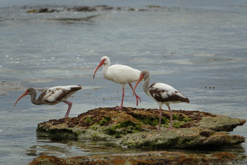 Three Ibises Standing on Rock Along Shoreline on Key West Florida