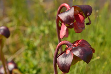 Northern Pitcher Plant or Purple Pitcher Plant Sarracenia purpurea