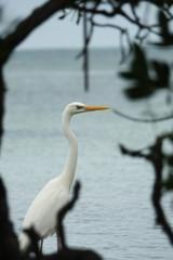 White Heron Along Florida Keys Coast