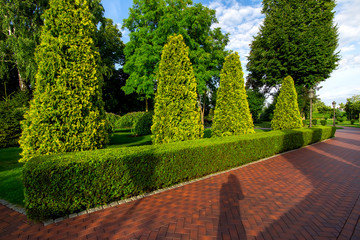 pedestrian footpath from paving slabs in the garden with hedge of evergreen thuja and tall arborvitae trees with clouds in the sky.