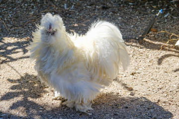 Exotic White Fluffy Long Feathered Chicken