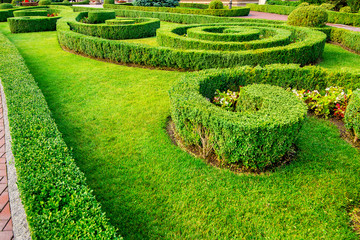 landscape design of a hedge of boxwood bushes growing with patterns in the backyard with green lawn and flowers on a summer day.