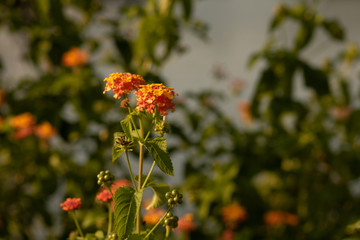 Orange Flower in the Garden