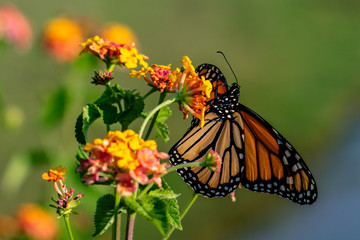 Orange Butterfly on a Flower
