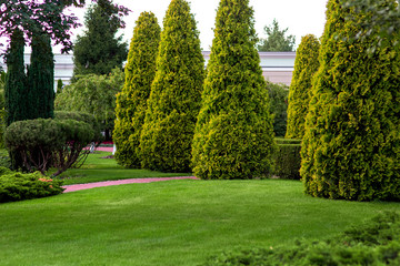 Glade landscape with green grass and trimmed trees of evergreen arborvitae, greenery well-kept park.