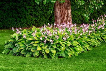 a landscape design flowerbed with pink flowers and green lawn with trees in the garden.