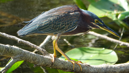Green Heron in Shark Valley Everglades National Park