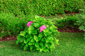 a landscape backyard with hedge of evergreen thuja and flower bed with a lawn and  blooming flowers.