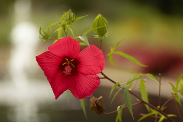 Red Flower in the Garden