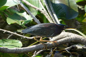Fototapeta premium Green Heron in Shark Valley Everglades National Park