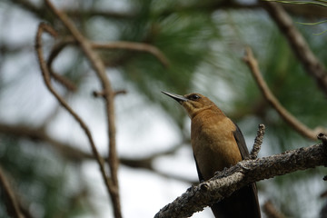 Closeup of Boat-Tailed Grackle on Pine Tree Branch in Florida